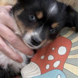 ASDR 2 Blue's Bootsy - Black tri male Toy Australian Shepherd puppy in Tremont, Tennessee from 2 Blue Toy Aussies
