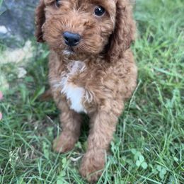 Ollie - Red male Cavapoo puppy in Camden, Michigan from FurEver Friends Finder