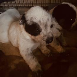 Green male - Blue mottled male Australian Cattle Dog puppy in Aiken, South Carolina from Rusty Blue Dog Farm