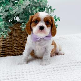 Avery - Blenheim female Cavalier King Charles Spaniel puppy in North Carolina from NC Doodle Puppies