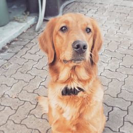 Tikka - Golden Retriever