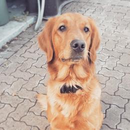 Tikka - Golden Retriever