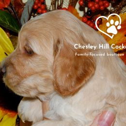Cockapoo Puppies from Chesley Hill Cockapoos