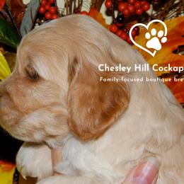 Cockapoo Puppies from Chesley Hill Cockapoos