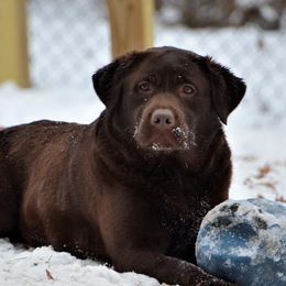 Shimmer  - Labrador Retriever