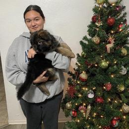 German Shepherd Puppies from Von Gonzalez Kennel