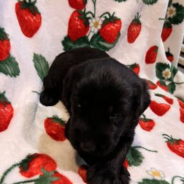 Giant Schnauzer Puppies from Toledo Bend Giants Vom Zitronen