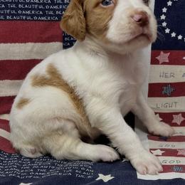 Sage boy 2 - White and orange male Brittany puppy in Floyd Knobs, Indiana from Cross Creek Brittanys