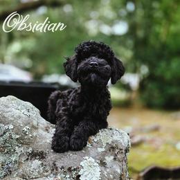 Obsidian - Black and white male Aussiedoodle puppy in Centreville, Mississippi from Trin's Designer Doodles