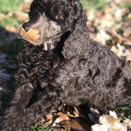 Poodle Puppies from Oakridge Standard Poodle