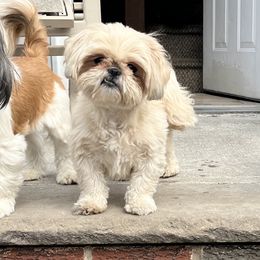 Sandee - Shih Tzu