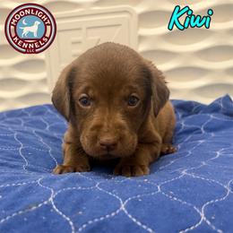 Kiwi - Chocolate female Labrador Retriever puppy in Elloree, South Carolina from Moonlight Kennels LLC
