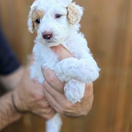 Summer - Parti female Goldendoodle puppy in Leander, Texas from Doodle Doula