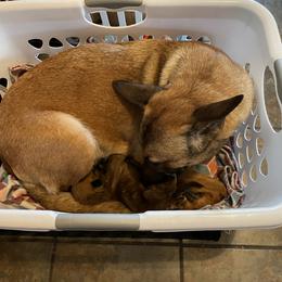 Belgian Malinois Puppies from Pyrex Kennels