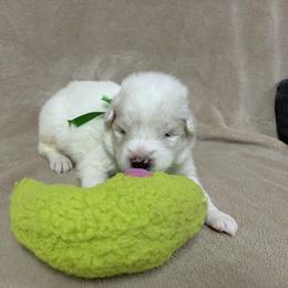 Samoyed Puppies from Subarktika Samoyeds