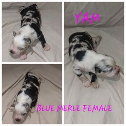Yam - Blue merle Australian Shepherd puppy in Sanger, California from A&M Australian Shepherds
