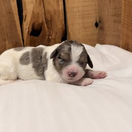 Cassie - Blue merle female Aussiedoodle puppy in Lavonia, Georgia from H & A Kennels