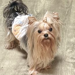 Tux - Yorkshire Terrier
