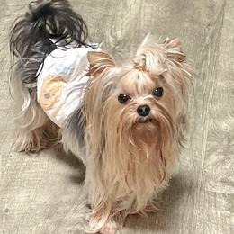 Tux - Yorkshire Terrier