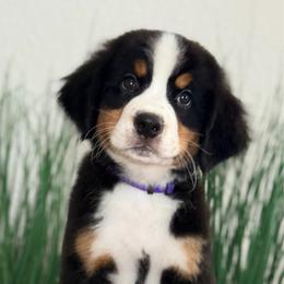 Dolly - Tri-color female Bernese Mountain Dog puppy in Yuciapa, California from AlltheDoodlez_
