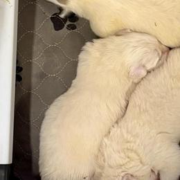 Rose - White female Great Pyrenees puppy in North Fork, California from Heritage Mountain Ranch