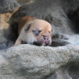 Boy 4 - male French Bulldog puppy in Saucier, Mississippi from Mississippi Sound Frenchies