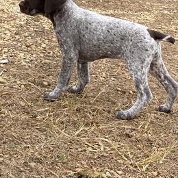 German Shorthaired Pointer Puppies from Twin Gabels GSPs