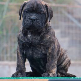 Bullmastiff and French Bulldog Puppies from Big Bully Nation