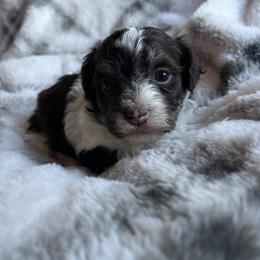Clover - Chocolate female Havanese puppy in Starr, South Carolina from Home with Havanese