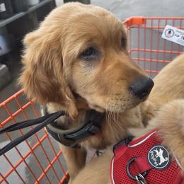 Golden Retriever Puppies from City Goldens