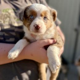 Lou Lou - Red merle female Australian Shepherd puppy in Odessa, Texas from Yucca Blossom Pups