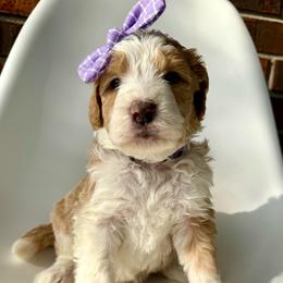 Pearl - Yellow and white female Bernedoodle puppy in Pulaski, Tennessee from Doodle My Heart