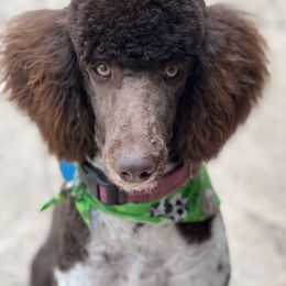 Labradoodle, Labrador Retriever, and Poodle All Grown Up from LLL Dog Ranch