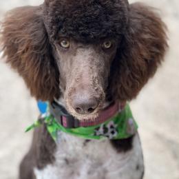 Labradoodle, Labrador Retriever, and Poodle All Grown Up from LLL Dog Ranch