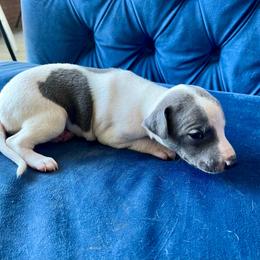 Gill - White and blue male Whippet puppy in Clinton, Tennessee from Ivanhoe Borzoi