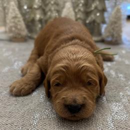 Gumdrop (Green Collar) - Red  male Goldendoodle puppy in Bay City, Texas from Charming Doods