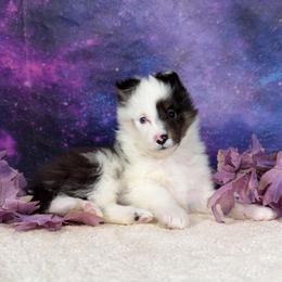 Washi - Blue merle white and tan female Shetland Sheepdog puppy in Elk, Washington from Asgard Shetland Sheepdogs