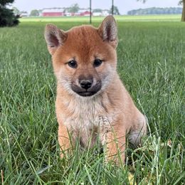 Xander - Sesame male Shiba Inu puppy in Covington, Ohio from Rustic Country Shibas