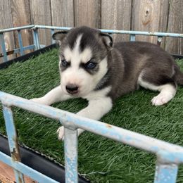 Siberian Husky Puppies from Husky Love and Pups