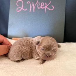 Ariel - Blue female Shih Tzu puppy in Apple Valley, California from Garcia_shihtzu