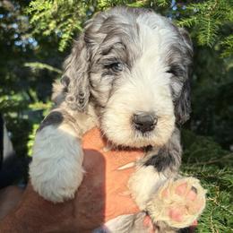 Lake - Merle male Bernedoodle puppy in Coopersburg, Pennsylvania from Deutsch Hund Haus
