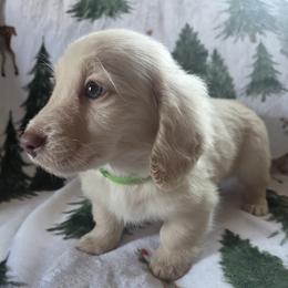 Dachshund and Pembroke Welsh Corgi Puppies from RRR Corgis