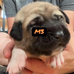 Male 3 - Fawn male Anatolian Shepherd Dog puppy in Daggett, Michigan from T&S Anatolians