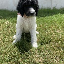 Poodle Puppies from Mars  Glitz Poodles