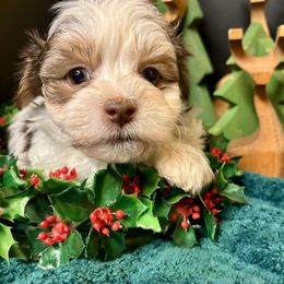 Dandy - Chocolate male Havanese puppy in Howard City, Michigan from Petite Joie Puppies
