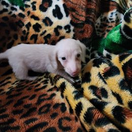 Enook - Cream male Dachshund puppy in Adolphus, Kentucky from Walker's Dachshunds