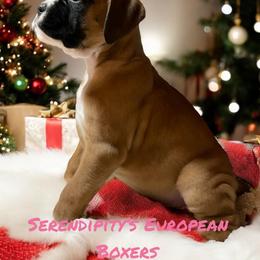 Boxer Puppies from Serendipity's European Boxers