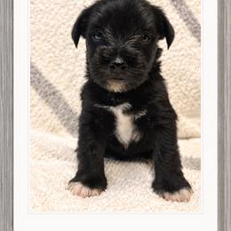 Tom - Black male Miniature Schnauzer puppy in Summerfield, Florida from M & M Schnauzers