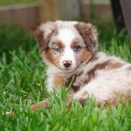 Australian Shepherd Puppies from Beaver Dam Mini Aussies