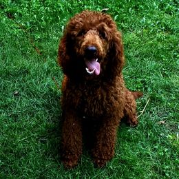 Ember - Poodle